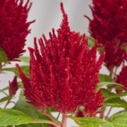 Celosia plumosa  Calimba Scarlet